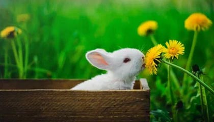 黑料深度揭秘:吃瓜爆料风波背后,业内人士在公司会议室的角色极其令人意外